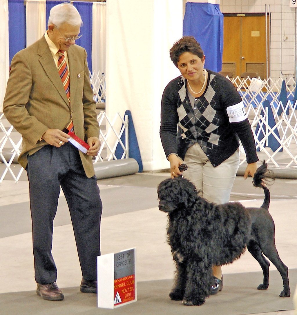 Anat Hayon showing Mika at the Souhegan Kennel Club, November 2010
