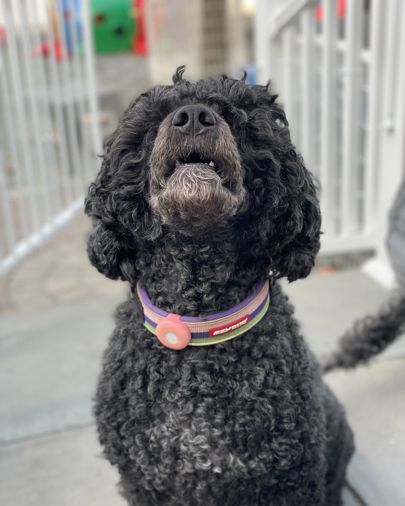 Epi, a Portuguese Water Dog