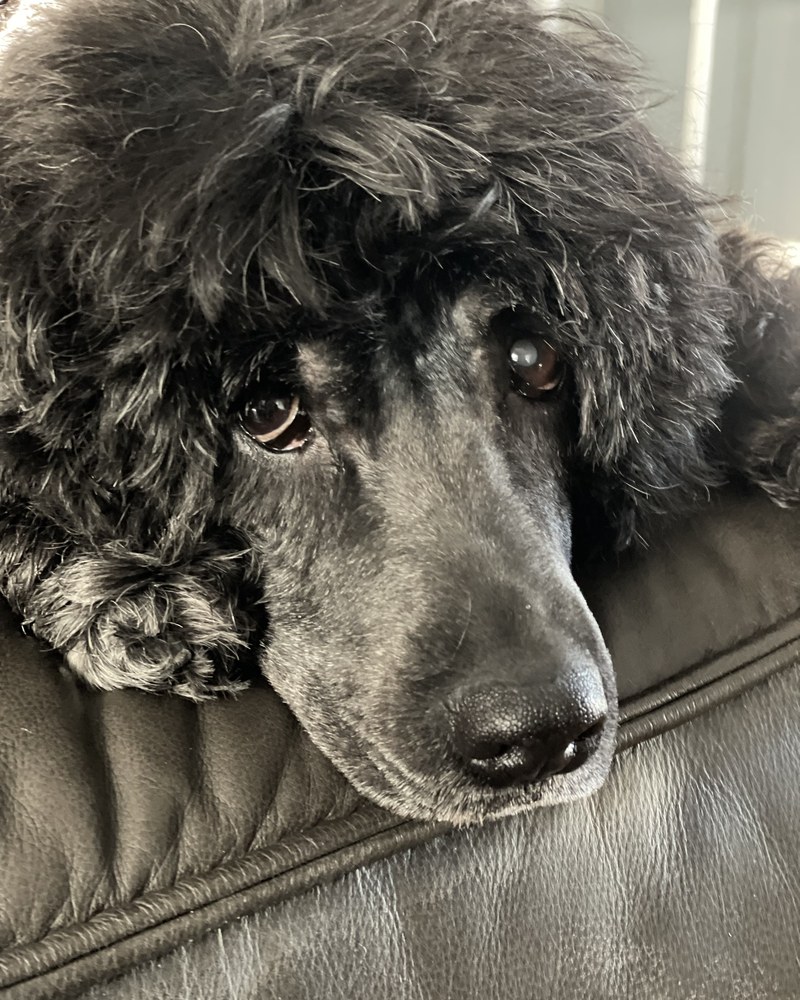 Mika, a black Portuguese Water Dog, resting her head