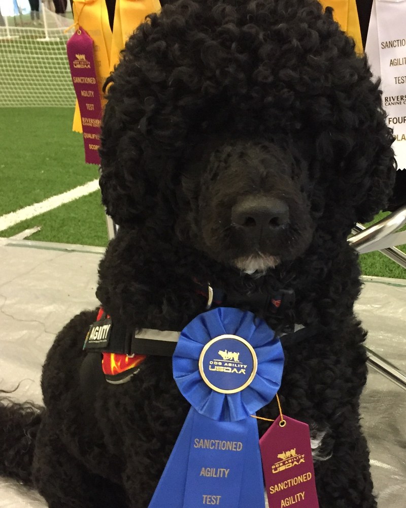 Phelps, a Portuguese Water Dog