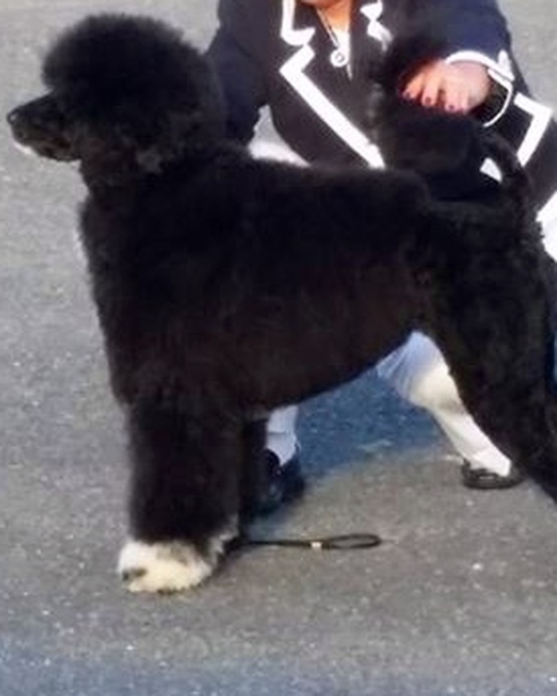 Rin, a Portuguese Water Dog