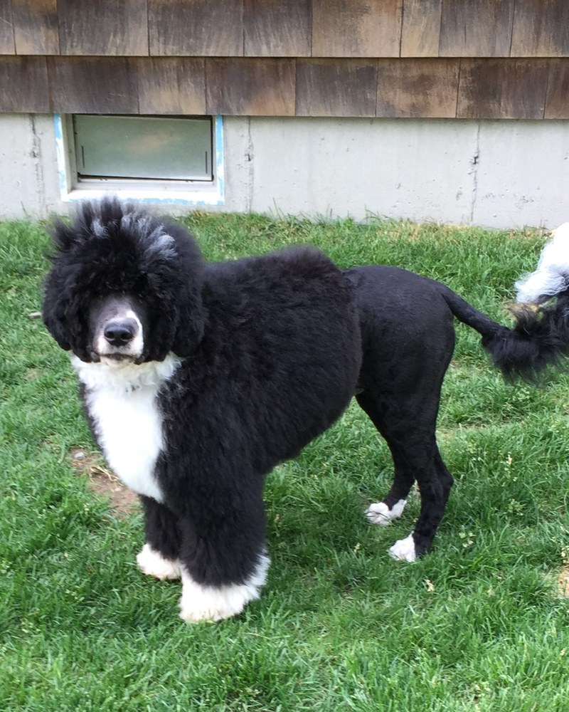 Rownan, a Portuguese Water Dog