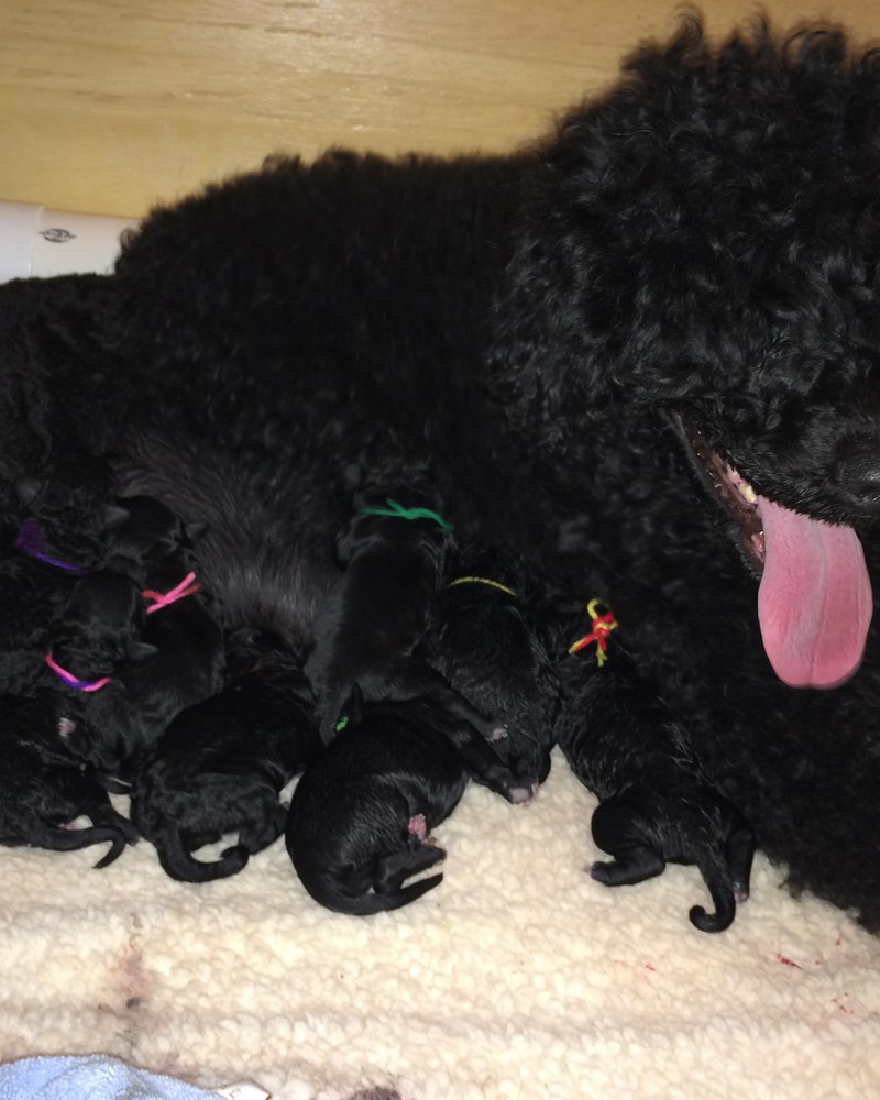 Seal with her newborn litter