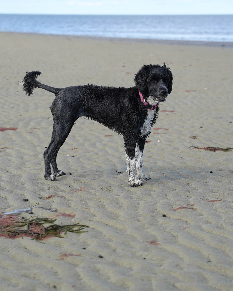 Via, a Portuguese Water Dog