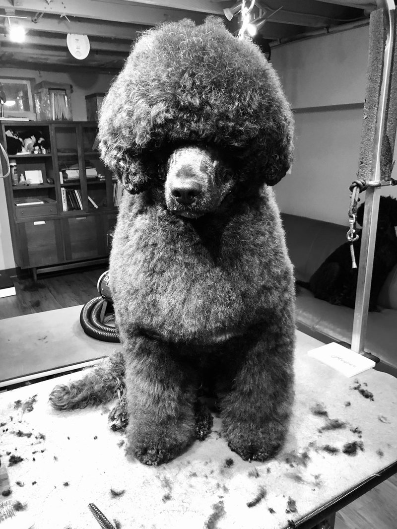 A Portuguese Water Dog in a lion clip on the grooming table