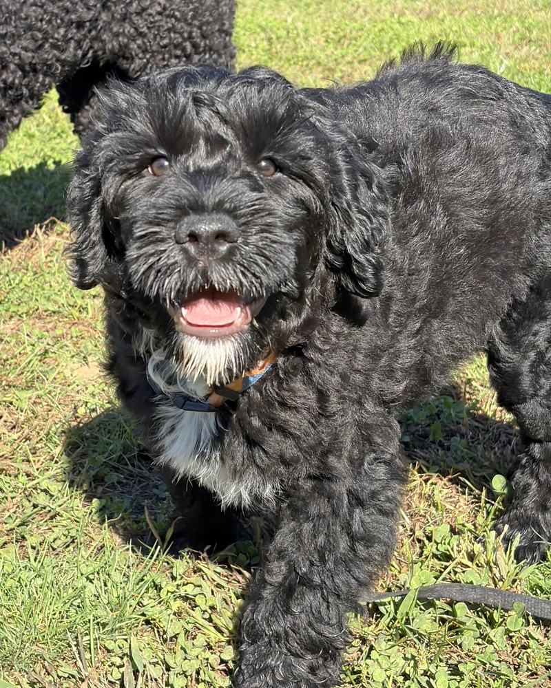 Rain, a Karma Portuguese Water Dog