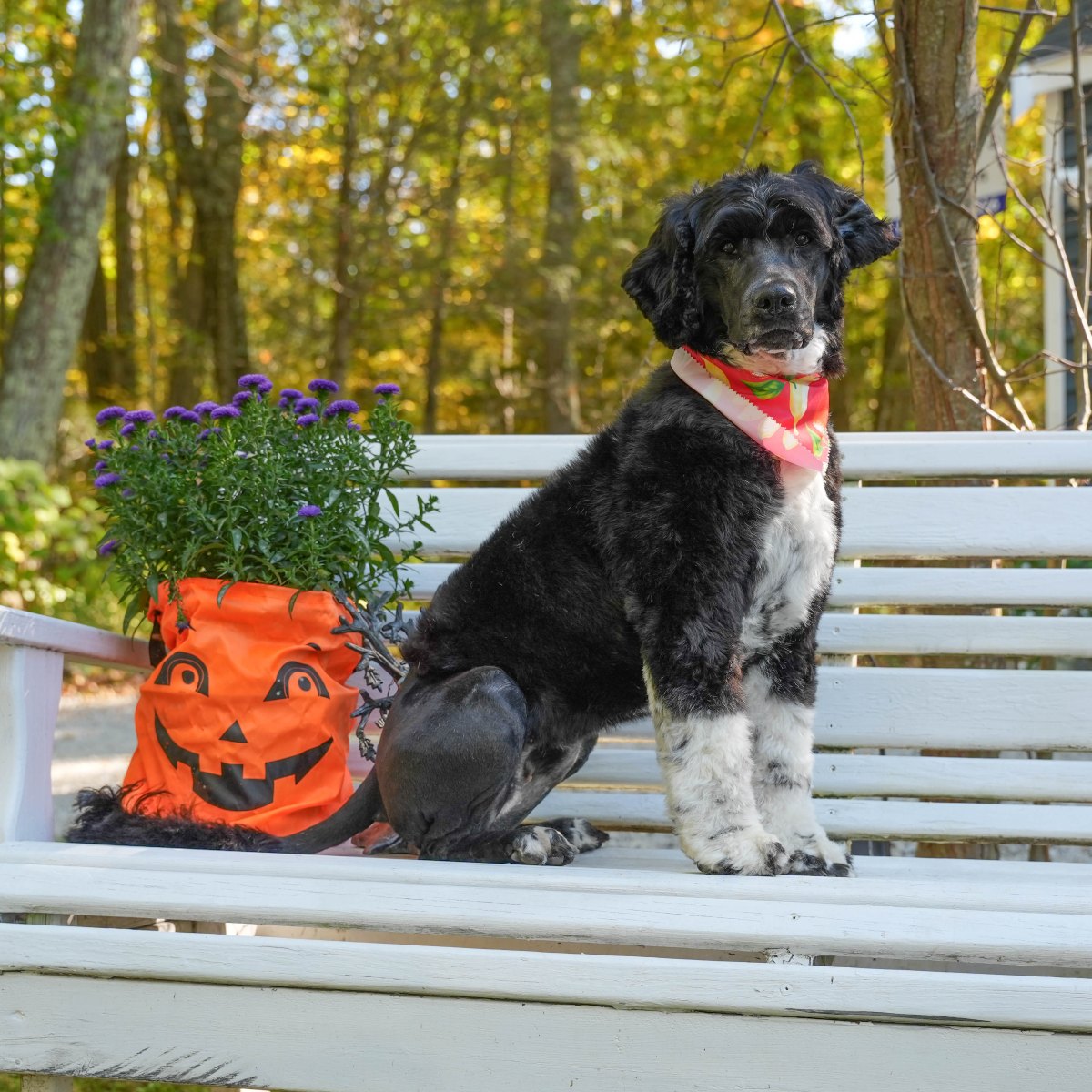 Via, a Karma Portuguese Water Dog