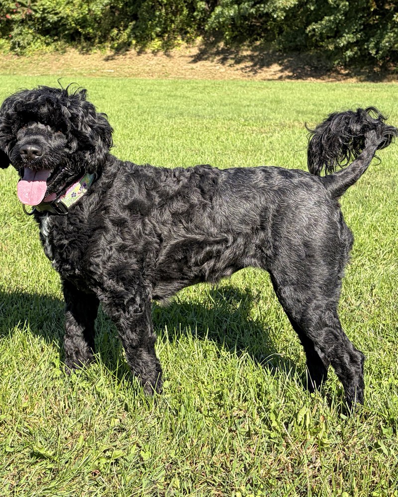 Nava, a Karma Portuguese Water Dog