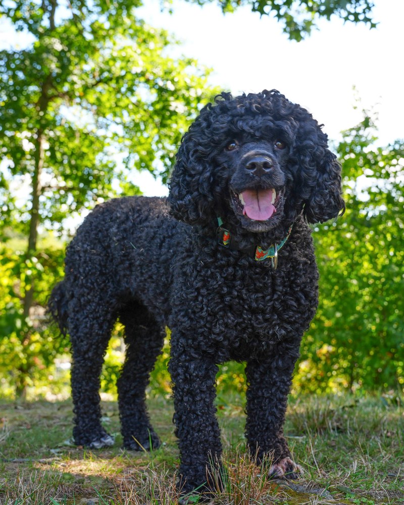 Gaia, a Karma Portuguese Water Dog
